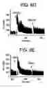 Fig. 09 - Human chemotactic cytokine