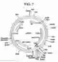 Fig. 08 - Microorganisms and processes for enhanced production of pantothenate