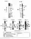 Fig. 02 - Positive detection lateral-flow apparatus and method for small and large analytes