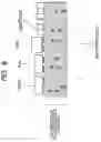 Fig. 06 - Antenna sharing device and wireless communication terminal using the same