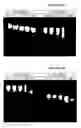Fig. 02 - Double-stranded ribonucleic acid molecules having ribothymidine