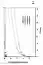 Fig. 07 - Injectable non-aqueous suspension