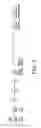 Fig. 02 - Method of reducing and treating UVB-induced immunosuppression