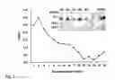 Fig. 07 - Immunogenic muc1 glycopeptides