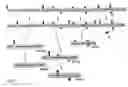 Fig. 08 - Immunogenic muc1 glycopeptides