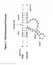 Fig. 02 - 2'-deoxy-2'alkylnucleotide containing nucleic acid