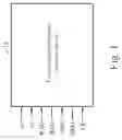 Fig. 02 - Method And Related Apparatus For Realizing Two-Port Synchronous Memory Device
