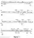 Fig. 02 - Hydroxypyruvate reductase promoter elements and methods of use thereof in plants