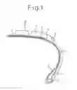 Fig. 02 - Pneumatic tire with buffer rubber layer