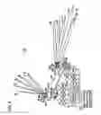 Fig. 04 - Transformable fluid foil with pivoting spars