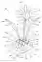 Fig. 02 - Light emitting decoration apparatus