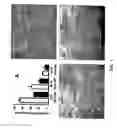 Fig. 02 - Multilineage-inducible cells and uses thereof