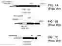 Fig. 02 - FACILITATED CELLULAR RECONSTITUTION OF ORGANS AND TISSUES