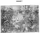 Fig. 02 - Tolerogenic antigen-presenting cells