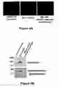 Fig. 06 - Extracellular matrix composite materials, and manufacture and use thereof