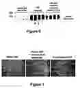 Fig. 07 - Extracellular matrix composite materials, and manufacture and use thereof