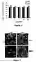 Fig. 08 - Extracellular matrix composite materials, and manufacture and use thereof