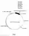 Fig. 02 - Antioxidant pharmaceutical compound, method for producing polypeptide and method of cure