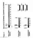 Fig. 03 - Immunoglobulin DNA cassette molecules, monobody constructs, methods of production, and methods of use therefor