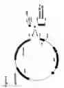 Fig. 05 - Immunoglobulin DNA cassette molecules, monobody constructs, methods of production, and methods of use therefor