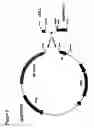 Fig. 06 - Immunoglobulin DNA cassette molecules, monobody constructs, methods of production, and methods of use therefor