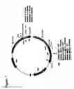 Fig. 08 - Immunoglobulin DNA cassette molecules, monobody constructs, methods of production, and methods of use therefor