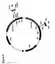 Fig. 09 - Immunoglobulin DNA cassette molecules, monobody constructs, methods of production, and methods of use therefor