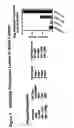 Fig. 10 - Immunoglobulin DNA cassette molecules, monobody constructs, methods of production, and methods of use therefor