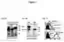 Fig. 02 - Method of using CD100 (or Sema4D) to mediate platelet activation and inflammatory responses