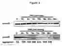 Fig. 04 - Method of using CD100 (or Sema4D) to mediate platelet activation and inflammatory responses