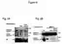 Fig. 06 - Method of using CD100 (or Sema4D) to mediate platelet activation and inflammatory responses
