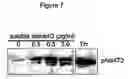 Fig. 08 - Method of using CD100 (or Sema4D) to mediate platelet activation and inflammatory responses