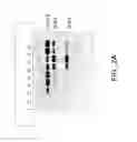 Fig. 08 - Modulators of hepatocyte growth factor activator