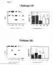 Fig. 06 - Epitope composition for sublingual, buccal or enteric administration prepared by hydrolysis of antigenic structures with chymotrypsin