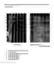 Fig. 16 - Immunogenic compositions