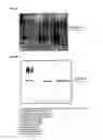 Fig. 17 - Immunogenic compositions