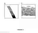 Fig. 03 - Collagen compositions and biomaterials