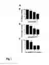 Fig. 02 - Pharmaceutical compositions comprising bone morphogenetic protein monomers for inhibiting bone formation