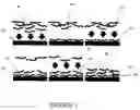 Fig. 02 - Method for controlling stability of nanofabricated polypeptide multilayer films, coatings, and microcapsules