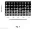 Fig. 02 - Composition for treating amyloidoses and/or oxidation damage in nervous system