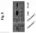 Fig. 06 - Use of resveratrol to regulate expression of apolipoprotein A1