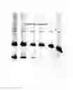 Fig. 03 - Method of detection