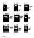 Fig. 06 - Modulation of exon recognition in pre-mRNA by interfering with the secondary RNA structure