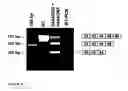Fig. 07 - Modulation of exon recognition in pre-mRNA by interfering with the secondary RNA structure