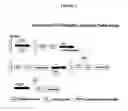 Fig. 03 - Methods and compositions for monitoring polymer array synthesis