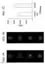 Fig. 02 - Assay solution compositions and methods for GPCR arrays