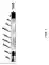 Fig. 02 - Structural requirements for STAT3 binding and recruitment to phosphotyrosine ligands