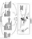 Fig. 02 - Folate based composition for neurological and cognitive applications
