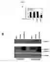 Fig. 06 - Methods for treating, preventing, or reducing cardiac disorders using fadd inhibitors