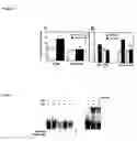 Fig. 07 - Methods for treating, preventing, or reducing cardiac disorders using fadd inhibitors